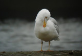 Zilvermeeuw / Herring Gull / Larus argentatus