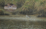 Grote Geelpootruiter / Greater Yellowlegs / Tringa melanoleuca