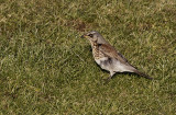 Kramsvogel / Fieldfare / Turdus pilaris