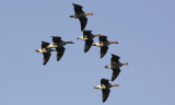 Kolgans / White-fronted Goose / Anser albifrons