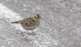 Boomleeuwerik / Wood Lark / Lullula arborea