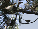 Bergfluiter / Western Bonelli's Warbler / Phylloscopus bonelli