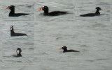 Brilzee-eend / Surf Scoter / Melanitta perspicillata