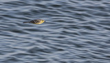 Citroenkwikstaart / Citrine Wagtail / Motacilla citreola