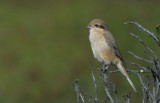 Daurische Klauwier / Daurian Shrike / Lanius isabellinus