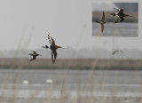 Grote Grijze Snip / Long-billed Dowitcher / Limnodromus scolopaceus