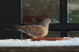 Oosterse Tortel / Oriental Turtle Dove / Streptopelia orientalis 