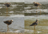 Witstaartkievit / White-tailed Lapwing / Vanellus leucurus