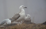 Pontische Meeuw / Caspian Gull / Larus cachinnans