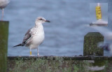 Baltische Mantelmeeuw / Baltic Gull / Larus f. fuscus
