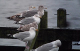 Zilvermeeuw / Herring Gull / Larus argentatus