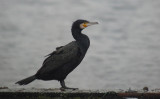 Grote Aalscholver / Atlantic Great Cormorant / Phalacrocorax carbo carbo