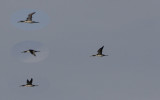 Parelduiker / Black-throated Diver / Gavia arctica