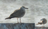 Kleine Mantelmeeuw / Lesser Black-backed Gull / Larus fuscus-intermedius