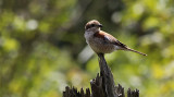 Grauwe Klauwier / Red-backed Shrike / Lanius collurio