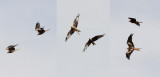 Rode Wouw / Red Kite / Milvus milvus