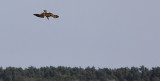 Visarend / Osprey / Pandion haliaetus