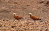 Casarca / Ruddy Shelduck / Tadorna ferruginea