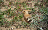 Hop / Hoopoe / Upupa epops