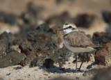 Strandplevier / Kentish Plover / Charadrius alexandrinus