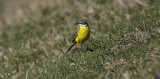 Gele Kwikstaart / Yellow Wagtail / Motacilla flava