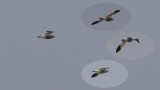 Steppekievit / Sociable Lapwing / Vanellus gregarius