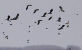 Steppekievit / Sociable Lapwing / Vanellus gregarius