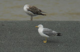 Geelpootmeeuw / Yellow-legged Gull / Larus michahellis