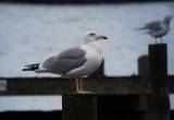 Zilvermeeuw / Herring Gull / Larus argentatus