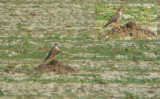 Smelleken / Merlin / Falco columbarius