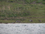 Amerikaanse Smient / American Wigeon / Anas americana