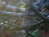 Blauwstaart / Red-flanked Bluetail / Tarsiger cyanurus