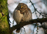Dwerguil / Pygmy Owl / Glaucidium passerinum