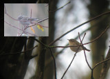 Humes Bladkoning / Hume's Warbler / Phylloscopus humei