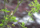 Krekelzanger / River Warbler / Locustella fluviatilis