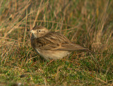 Kortteenleeuwerik / Greater Short-toed Lark / Calandrella brachydactyla