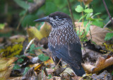 Notenkraker / Spotted Nutcracker / Nucifraga caryocatactes