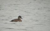 Ringsnaveleend / Ring-necked Duck / Aythya collaris