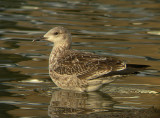 Baltische Mantelmeeuw / Baltic Gull / Larus f. fuscus