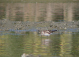 Bonapartes Strandloper / White-rumped Sandpiper / Calidris fuscicollis