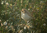 Kleine Spotvogel / Booted Warbler / Hippolais caligata