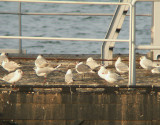 Lachmeeuw / Laughing Gull / Leucophaeus atricilla