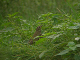 Siberische Boompieper / Olive-backed Pipit / Anthus hodgsoni