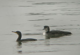 IJsduiker / Great Northern Diver / Gavia immer