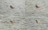 Woestijnplevier / Greater Sand Plover / Charadrius leschenaultii
