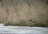 Amerikaanse Wintertaling / Green-winged Teal / Anas carolinensis