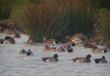 Amerikaanse Smient / American Wigeon / Anas americana