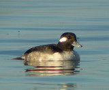 Buffelkopeend / Bufflehead / Bucephala albeola