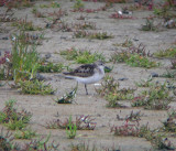 Grijze Strandloper / Semipalmated Sandpiper / Calidris pusilla