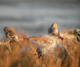 Witstuitbarmsijs / Arctic Redpoll / Carduelis hornemanni